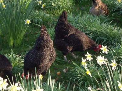 Chickens among spring daffodils