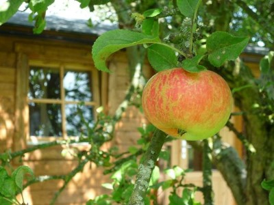 Apple tree in the orchard