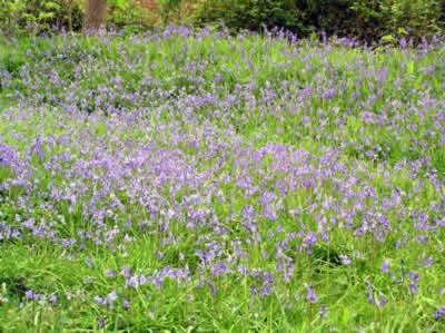 Bluebell woodland in spring